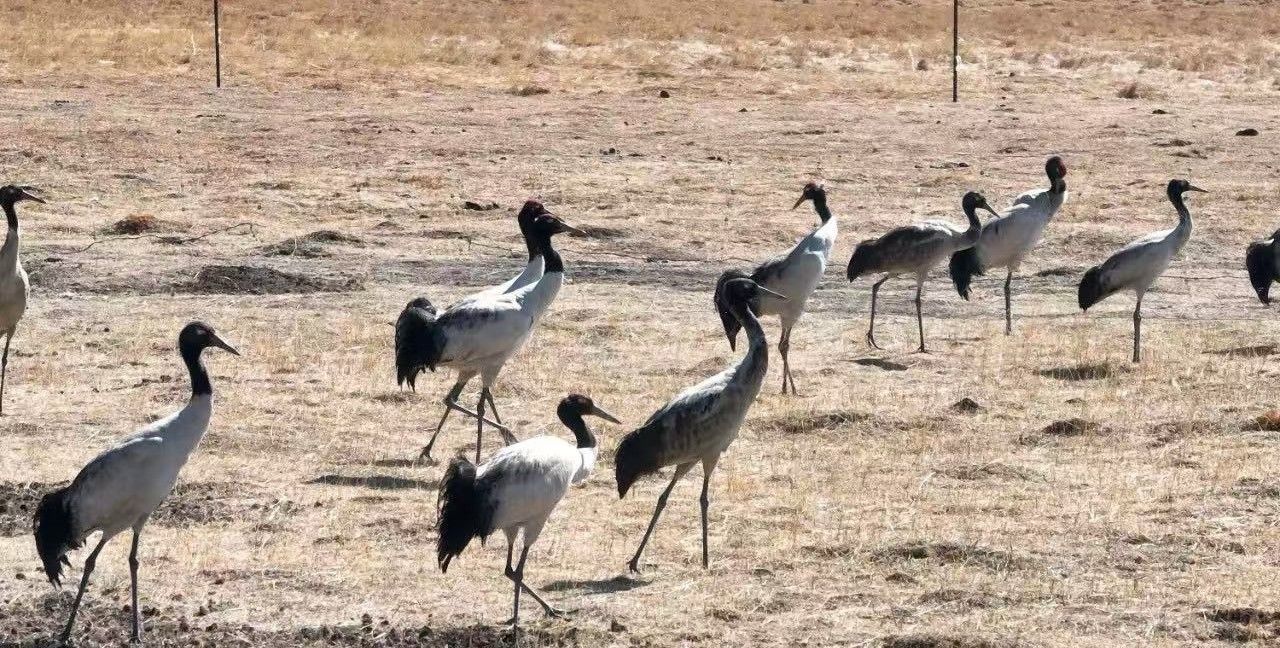 1749112961302176.jpg ba952bd291d08fea5337cc708897a9b3.jpg